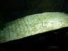 sealifelondonaquarium37_small.jpg