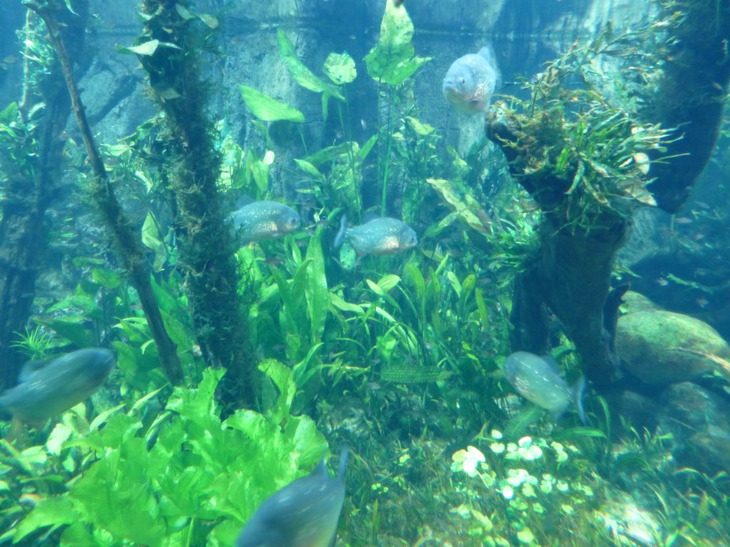 sealifelondonaquarium39.jpg