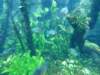 sealifelondonaquarium39_small.jpg