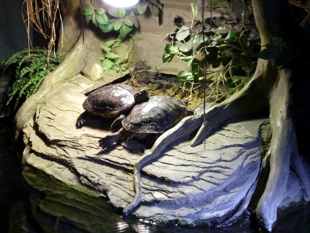 sealifelondonaquarium43.jpg