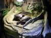 sealifelondonaquarium43_small.jpg