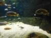 sealifelondonaquarium44_small.jpg