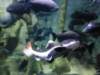 sealifelondonaquarium45_small.jpg