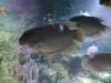 sealifelondonaquarium48_small.jpg