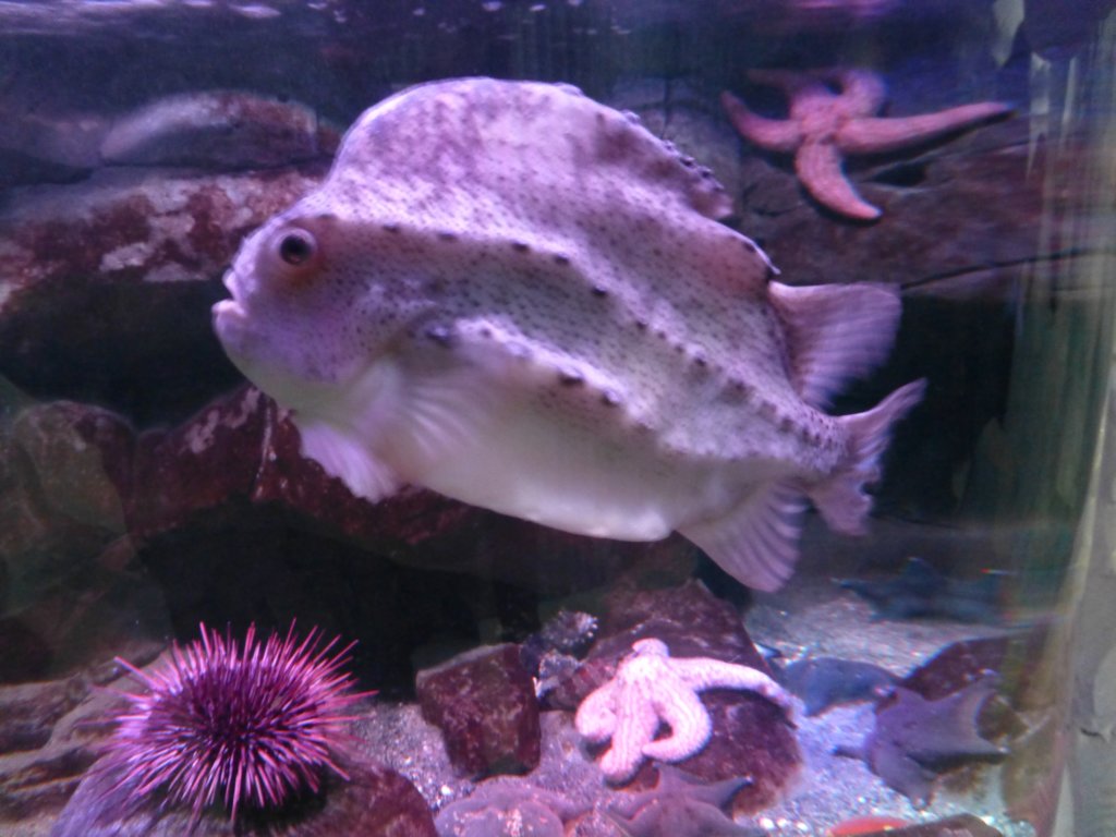 sealifelondonaquarium52.jpg
