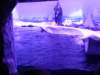 sealifelondonaquarium53_small.jpg
