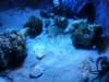 sealifelondonaquarium5_small.jpg