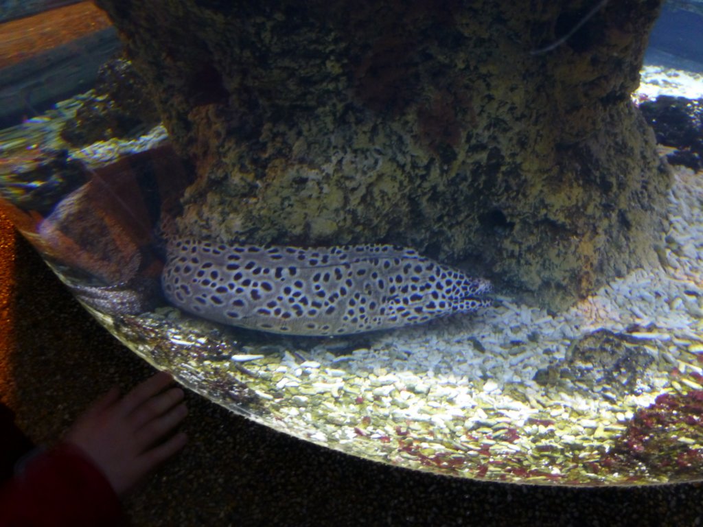 sealifelondonaquarium60.jpg