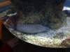 sealifelondonaquarium60_small.jpg