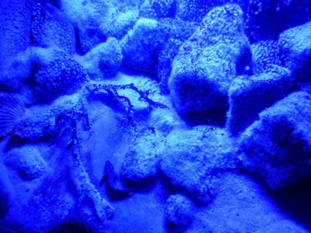 sealifelondonaquarium7.jpg