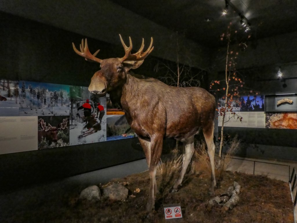 arktikumrovaniemi22.jpg