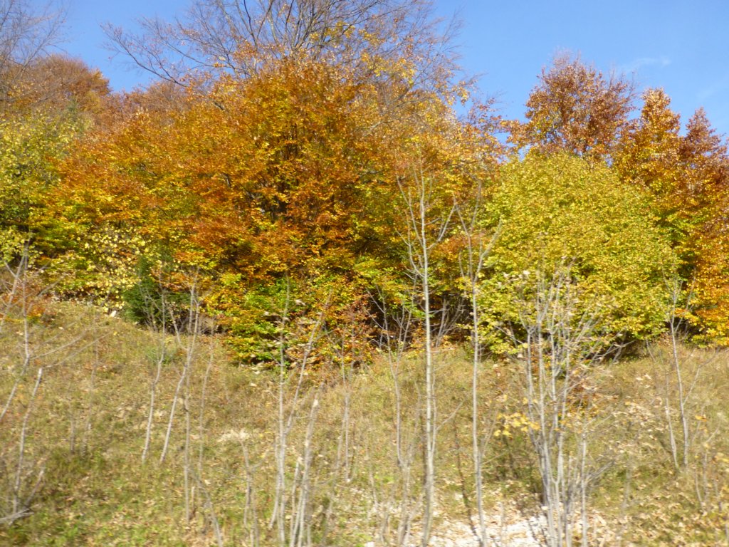 photo44.jpg