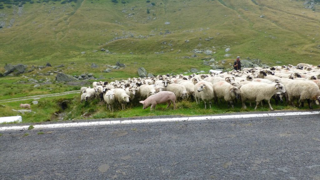 transfagaraan99.jpg