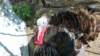 photo79_small.jpg