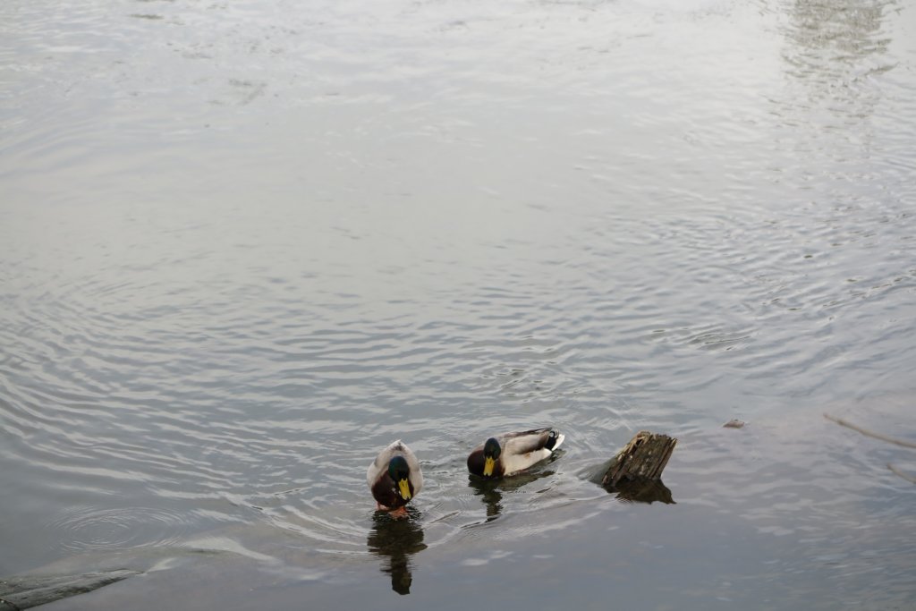 photo62.jpg