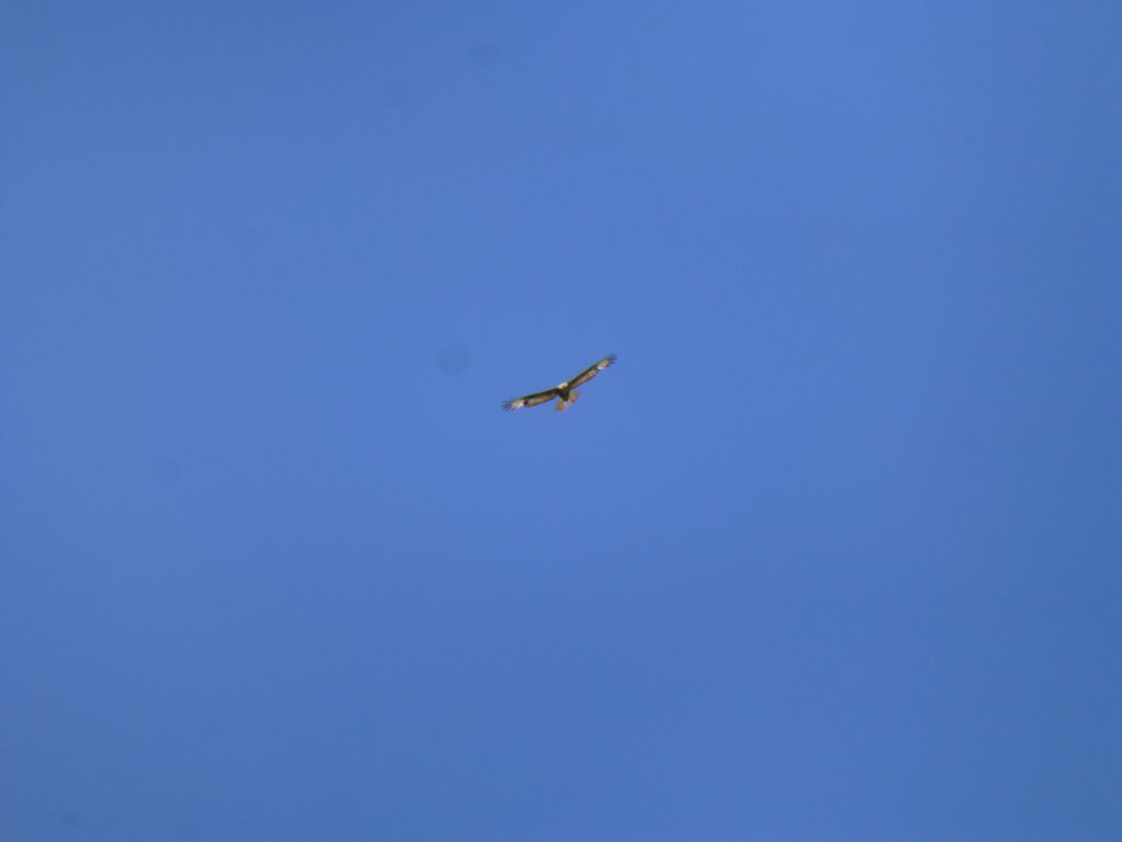photo64.jpg