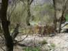 ihlaracanyon31_small.jpg