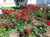 photo136_small.jpg