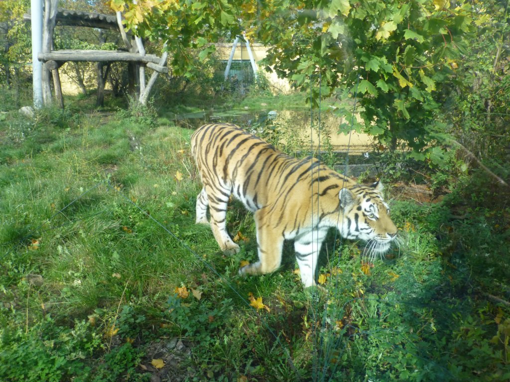 photo36.jpg