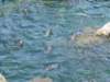 photo50_small.jpg