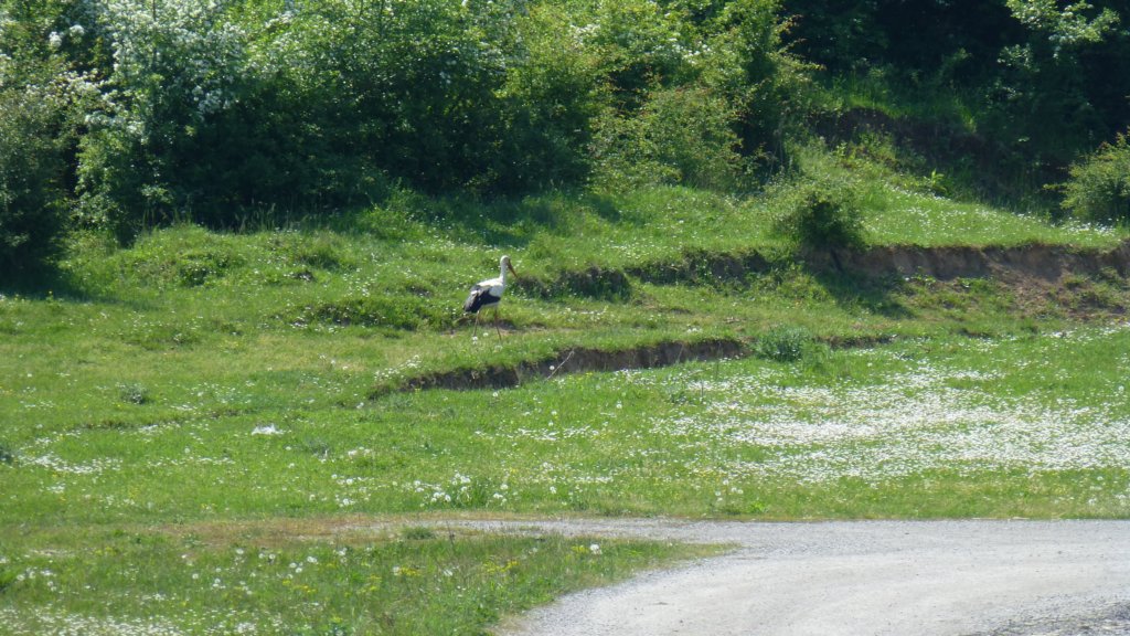 photo37.jpg