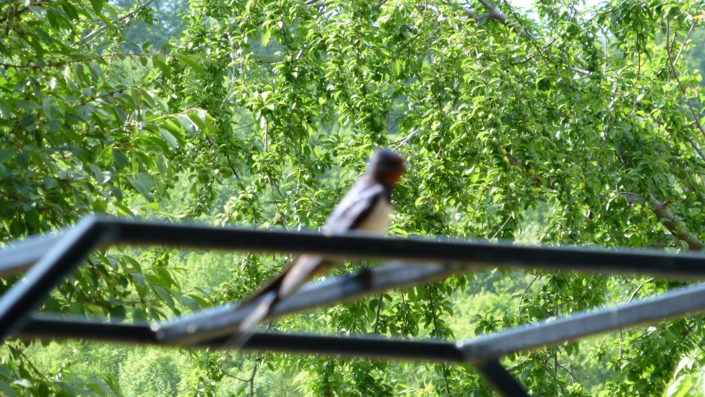 photo36.jpg