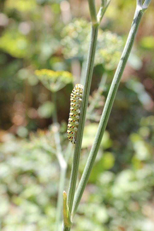 photo15.jpg
