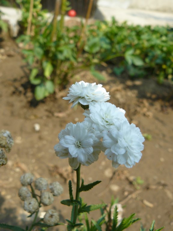 p1130051.jpg