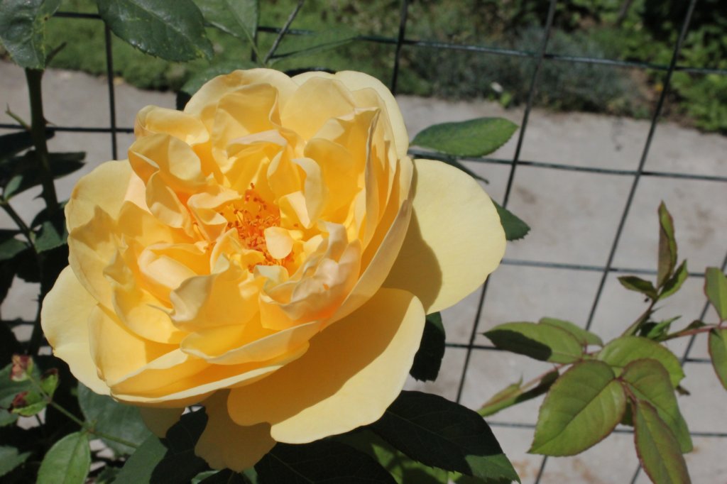 photo25.jpg