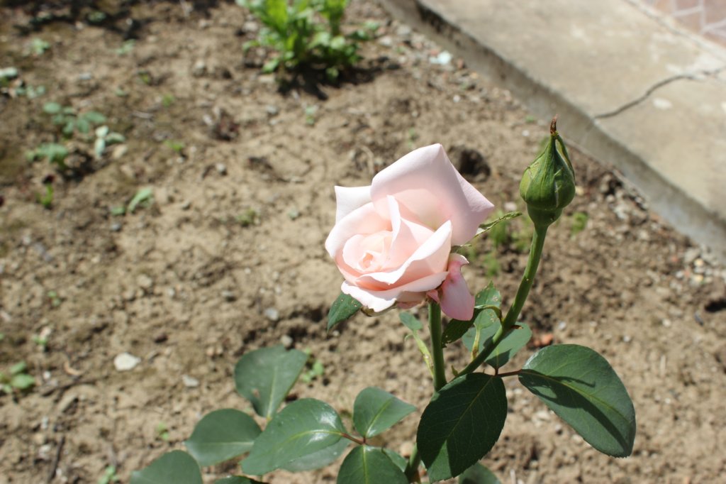 photo262.jpg