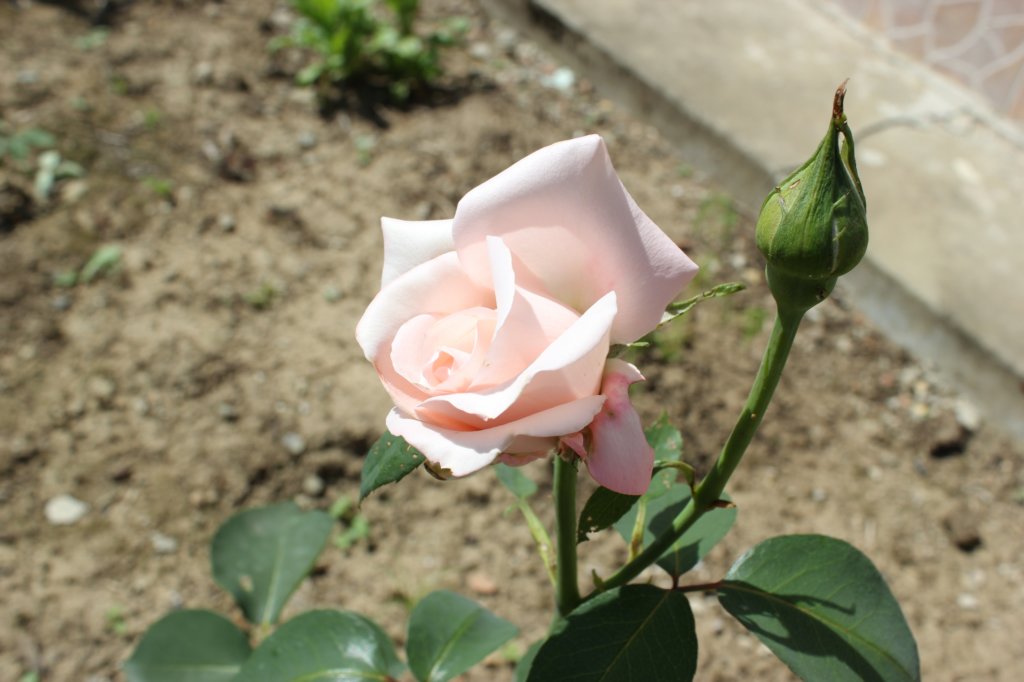 photo264.jpg