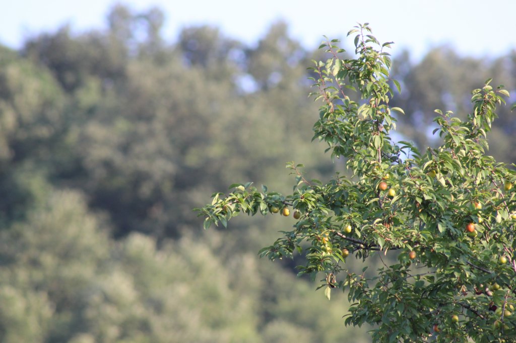 photo49.jpg