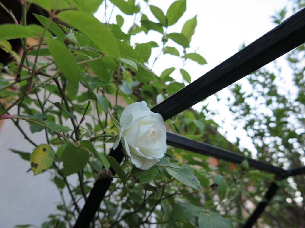 photo112.jpg