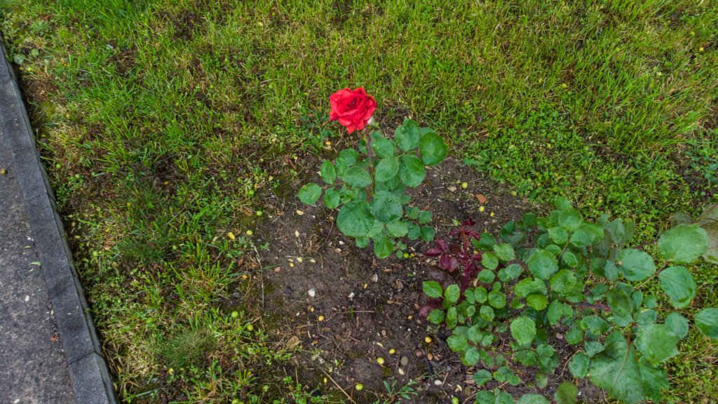 photo78.jpg