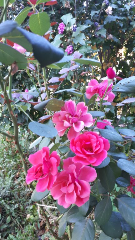 photo331.jpg