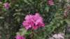 photo73_small.jpg