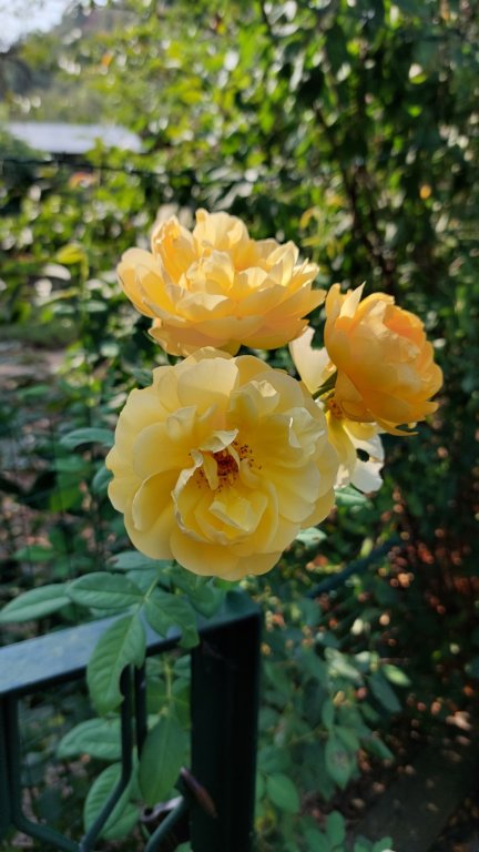 photo79.jpg