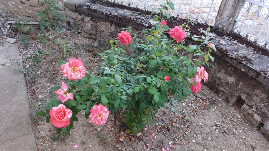 photo84.jpg